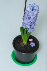 How to Plant, Grow and Care For Hyacinth Flowers