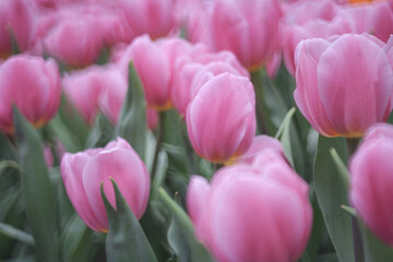 a field full of purple tulips on the flower bulb field