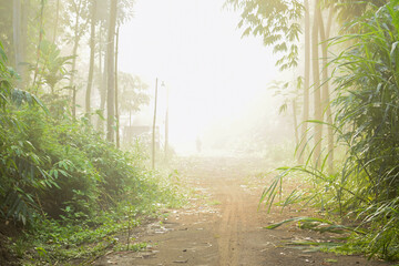 Fototapeta premium The path is shrouded in fog