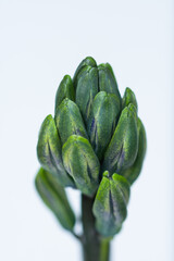 Hyacinth Flowers in pots