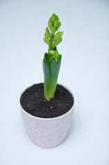 Hyacinth Flowers in pots