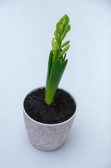 Hyacinth Flowers in pots