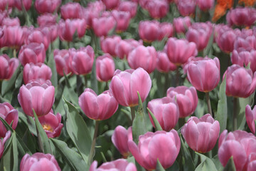 a field full of purple tulips on the flower bulb field