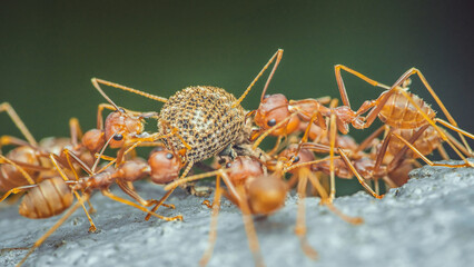 Red ants team is moving the prey, Red ants is team work, Selective focus.