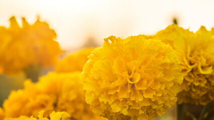 Close up of Marigold flowers in the garden, Orange flower isolated on nature background.