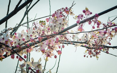 Pink flowers blooming on tree (Cassia Bakeriana Craib) and sky background.