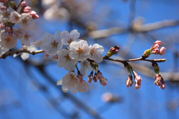 桜