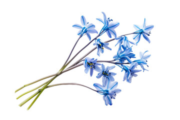 Scilla Siberica Blue Flowers on Transparent Background - obrazy, fototapety, plakaty
