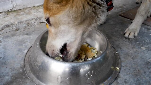 Cinematic close up of a dog eating from its pet bowl in a domestic home in India.