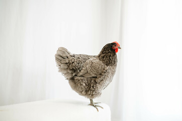 big grey chicken in studio