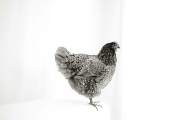 grey chicken white background