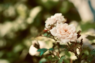 little white roses tree in pot with sunlight. Light and shadow. Fresh morning. Beautiful flower and nature background or wallpaper.