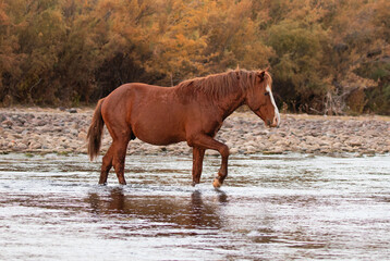 Red bay wild horse stallion walking across the Salt River near Phoenix Arizona United States
