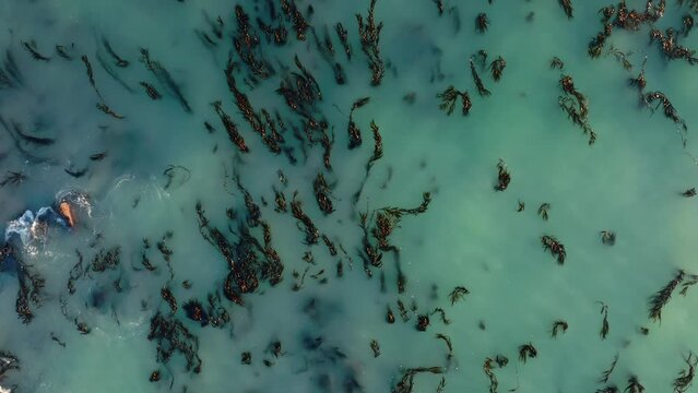 Aerial: Ocean seaweed in Oamaru, Otago, New Zealand.