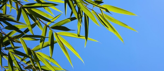 Bamboo leaves against blue sky