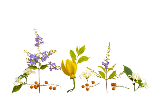 colorful flowers ylang ylang, purple flowers, jasmine local flora arrangement flat lay postcard style 