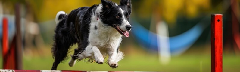 Dog that is jumping over a hurdle. Banner