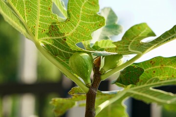 Green young fig fruits on tree in sunlight. Little urban or city farming. Super food and High fiber. organic food. Healthy eating. Plant plot.