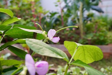 Soft purple flower and young green long bean bush in the morning light. Fresh homegrown, organic vegetables, green food. Plant plot in urban farming. Nature background with copy space.