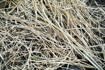 Full frame of dry grass coverage on soil for keep moisturize or humidity in ground to plant agriculture. nature background or wallpaper.