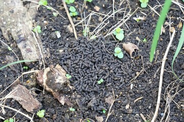 focus on vermicompost, organic fertilization produce on soil. Ecology at ground to plant agriculture. nature background or wallpaper.