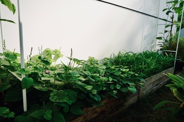 Focus on Chinese violet, homegrown or organic vegetables on the plant plot in morning light. Urban farming and city farm concept. Natural background with copy space.