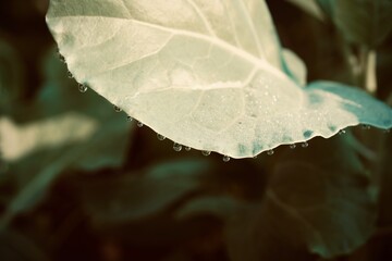 Selective focus of water drops on Chinese Kale leaves with sunlight. Organic food and vegetables gardening or city farming concept. dramatic and vintage color. beauty nature background.