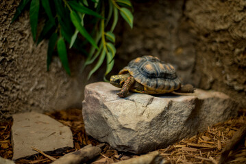 turtle on a rock