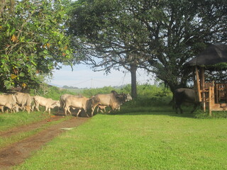 Photo of Mount Capistrano in Malaybalay Philippines