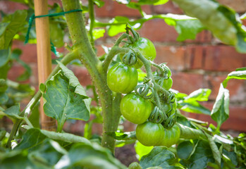 Green tomatoes growing on tomato plant outdoors in a garden, UK