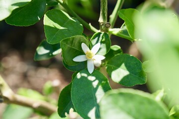 White flower of fresh limes on tree in morning light. Urban farming and city farm concept. Beautiful nature background or Wallpaper.