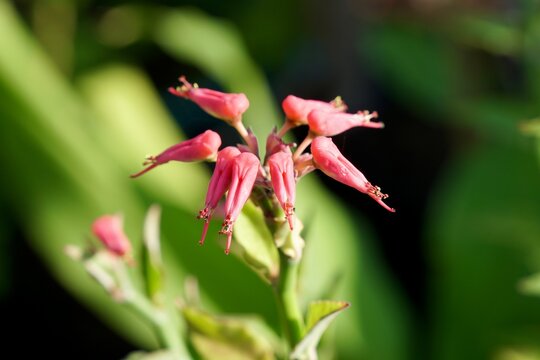 Group of little red bird flowers, Slipper plant, Candelilla, Tall slipper plant, Slipper spurge (Euphorbia bracteata) in the morning light. Beautiful flower and nature background or wallpaper.
