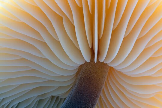 Underside Mushroom Tree fungus
