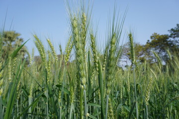 Close-up of green wheat