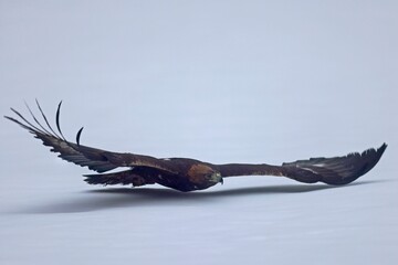 Golden eagle (Aquila chrysaetos) flies, Czech Republic, Europe