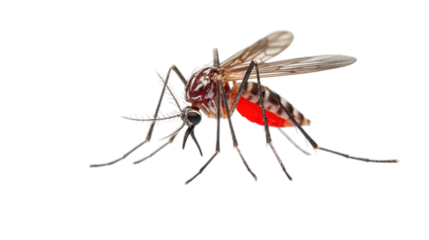 World malaria day isolated on transparent background, Generative ai.