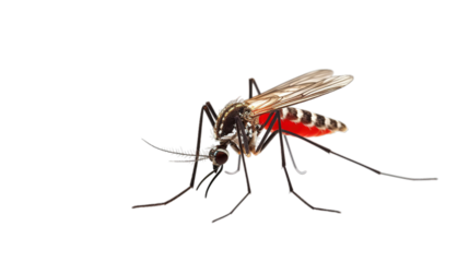 World malaria day isolated on transparent background, Generative ai.