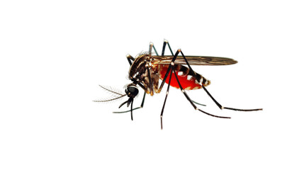 World malaria day isolated on transparent background, Generative ai.