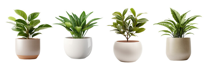 Set of a Plant Pot isolated on a Transparent Background - obrazy, fototapety, plakaty
