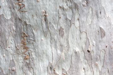 A close-up of the textured grey bark of a Eucalyptus tree in Australia