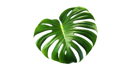 Monstera deliciosa isolated on transparent background, Generative ai.