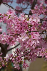 pink cherry tree