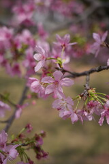 Fototapeta premium pink cherry blossom in spring