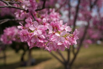 pink cherry blossom in spring