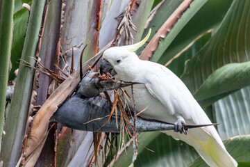 Sulphur Crested White Cockatoo in a Giant Bird of Paradise plant