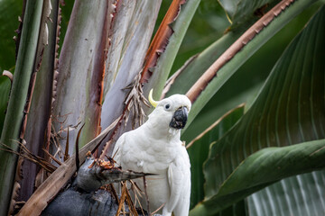 Sulphur Crested White Cockatoo in a Giant Bird of Paradise plant