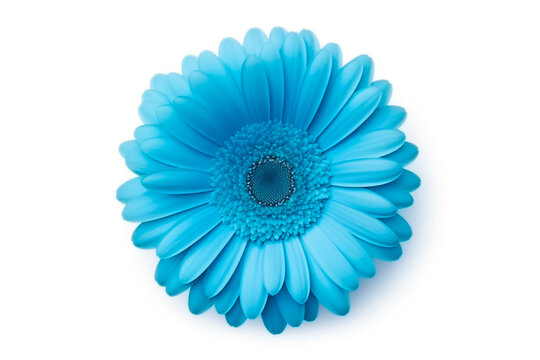 bud of gerbera blue color flower, top view, petals in circle, isolated on light background