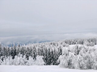 snow covered trees