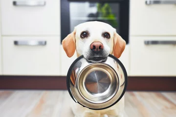 Tuinposter hungry dog with sad eyes holds in teeth empty food metal bowl is waiting for feeding on kitchen © -=RRZMRR=-