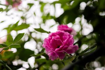 ピンク色の薔薇